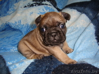 Элитные щенки французского бульдога - Изображение #2, Объявление #687499