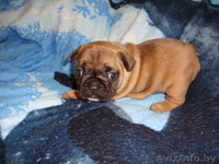 Элитные щенки французского бульдога - Изображение #3, Объявление #687499
