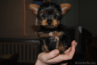 мини йоркширские терьеры! - Изображение #3, Объявление #686990