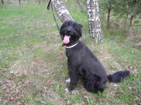 Фиеста-собака компаньон в дар! - Изображение #1, Объявление #689402