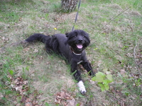 Фиеста-собака компаньон в дар! - Изображение #2, Объявление #689402