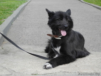 Фиеста-собака компаньон в дар! - Изображение #3, Объявление #689402