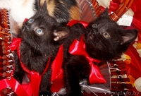 Милые кошечки-крошечки в добрые ручки - Изображение #3, Объявление #701331