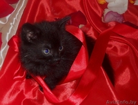 Милые кошечки-крошечки в добрые ручки - Изображение #4, Объявление #701331