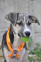 Красивые щенки в дар в добрые руки! - Изображение #1, Объявление #685569