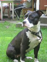 стафф  Ева в дар. - Изображение #1, Объявление #690610