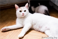 милашка Стелла в дар - Изображение #6, Объявление #688141