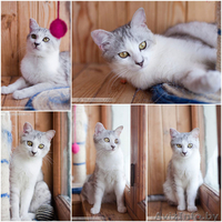 Золотой котик в в дар! - Изображение #1, Объявление #670760