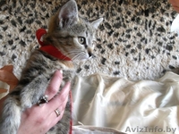 Отдам  крохотных милых котят в хорошие руки - Изображение #4, Объявление #698264