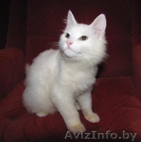 Белоснежная кошечка-красотка в дар. (5 мес.) - Изображение #2, Объявление #687240