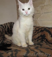Белоснежная кошечка-красотка в дар. (5 мес.) - Изображение #1, Объявление #687240