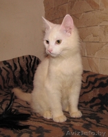 Белоснежная кошечка-красотка в дар. (5 мес.) - Изображение #3, Объявление #687240