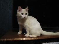 Белоснежная кошечка-красотка в дар. (5 мес.) - Изображение #4, Объявление #687240