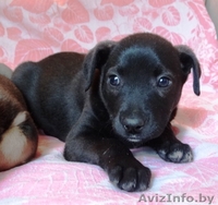 3 замечательных щеночка в дар! - Изображение #1, Объявление #687323