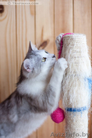 Золотой котик в в дар! - Изображение #3, Объявление #670760