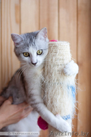 Золотой котик в в дар! - Изображение #4, Объявление #670760