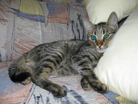 Лучший в мире котик Яшка - Изображение #2, Объявление #699699