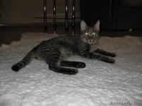 Лучший в мире котик Яшка - Изображение #3, Объявление #699699
