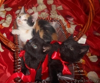 Отдам  крохотных милых котят в хорошие руки - Изображение #1, Объявление #698264