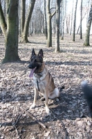    Дрессировка и хендлинг собак - Изображение #2, Объявление #688211