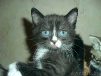 очаровательные котята - Изображение #2, Объявление #674502