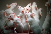 Крысы белые - ласковые, нежные, игривые. 30 тыс. руб. - Изображение #3, Объявление #690682