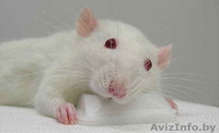 Крысы белые - ласковые, нежные, игривые. 30 тыс. руб. - Изображение #4, Объявление #690682