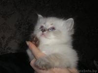 невские маскарадные котята(сибирский колор-поинт) - Изображение #1, Объявление #689658