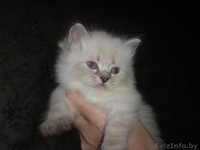 невские маскарадные котята(сибирский колор-поинт) - Изображение #3, Объявление #689658