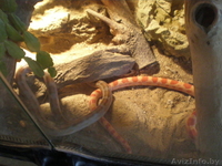 Продам двух маисовых полозов+обустроенный террариум. - Изображение #7, Объявление #677409