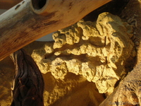 Продам двух маисовых полозов+обустроенный террариум. - Изображение #3, Объявление #677409