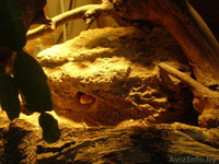 Продам двух маисовых полозов+обустроенный террариум. - Изображение #4, Объявление #677409