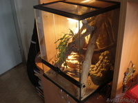 Продам двух маисовых полозов+обустроенный террариум. - Изображение #5, Объявление #677409