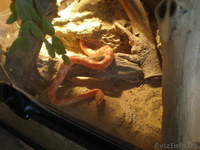 Продам двух маисовых полозов+обустроенный террариум. - Изображение #6, Объявление #677409