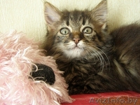 Маленький котенок ищет заботливых хозяев - Изображение #2, Объявление #697162