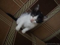 Котенок в дабрые руки! - Изображение #1, Объявление #685355