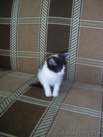 Котенок в дабрые руки! - Изображение #2, Объявление #685355