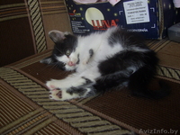Котенок в дабрые руки! - Изображение #3, Объявление #685355