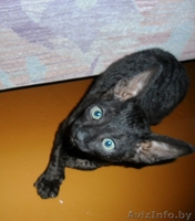 продается котенок корниш-рекс - Изображение #2, Объявление #697503