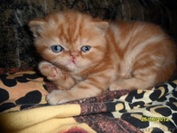  Персидские котята  - Изображение #1, Объявление #679962