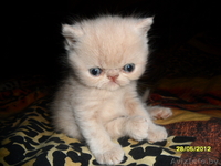 Персидские котята недорого - Изображение #2, Объявление #685036