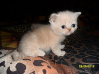  Персидские котята  - Изображение #2, Объявление #679962
