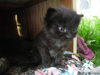 замечательные пушистые котята в дар - Изображение #2, Объявление #695401