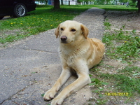 Собака добрый даром - Изображение #2, Объявление #677477