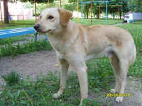 Собака добрый даром - Изображение #1, Объявление #677477