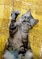 Валетик - красавец цвета "вискас" в дар! (кастрирован) - Изображение #1, Объявление #696053