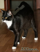 ВАСЬКА очень хочет жить счастливо - Изображение #2, Объявление #680689