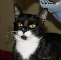 ВАСЬКА очень хочет жить счастливо - Изображение #1, Объявление #680689