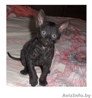 продается котенок корниш-рекс - Изображение #1, Объявление #697503