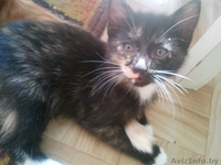Отдам очень хороших котят в добрые руки! - Изображение #6, Объявление #709169